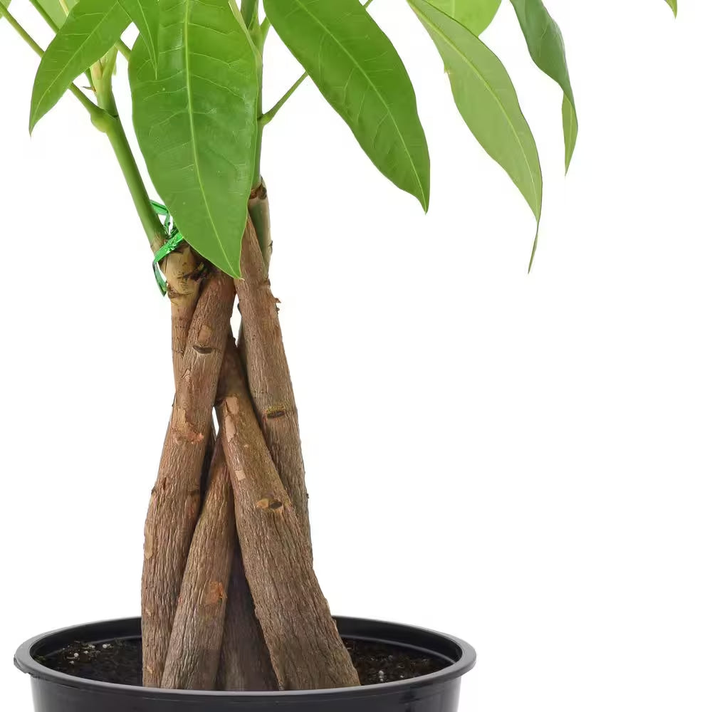 4 In. Money Tree Plant Black Plastic Grower Pot